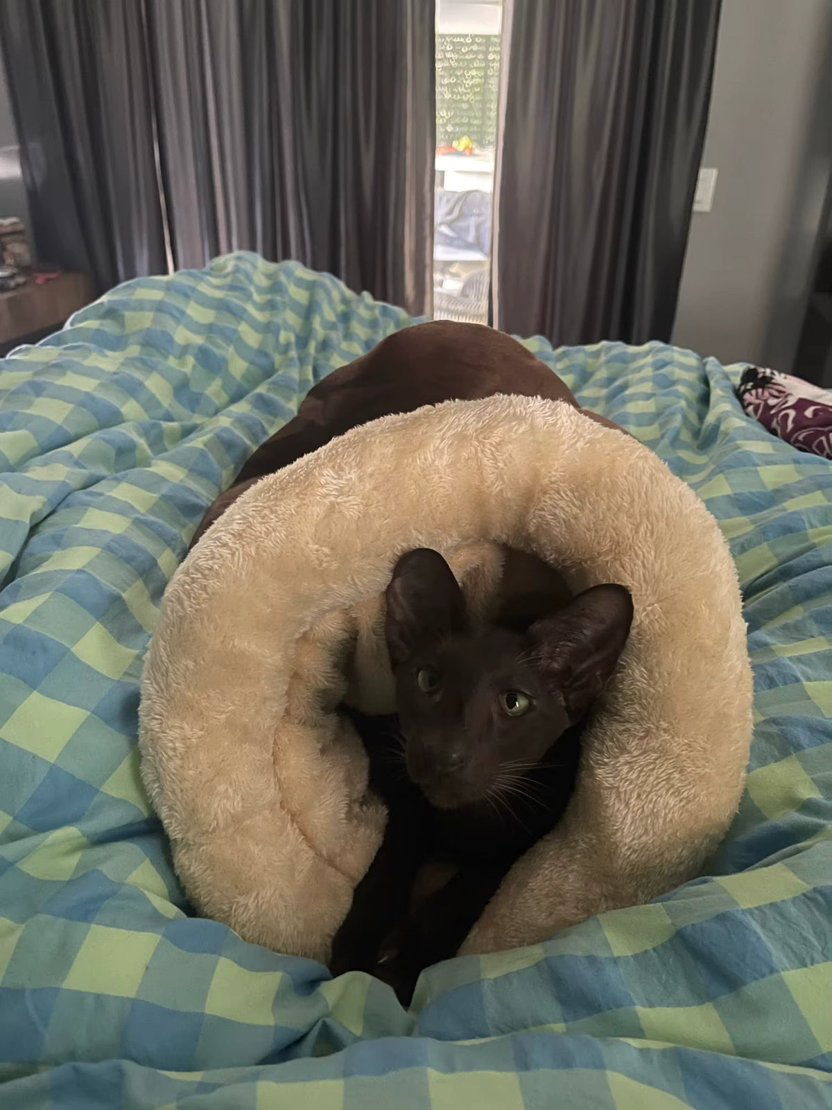 Warm Cat Sleeping Bag — Cozy Winter Nest