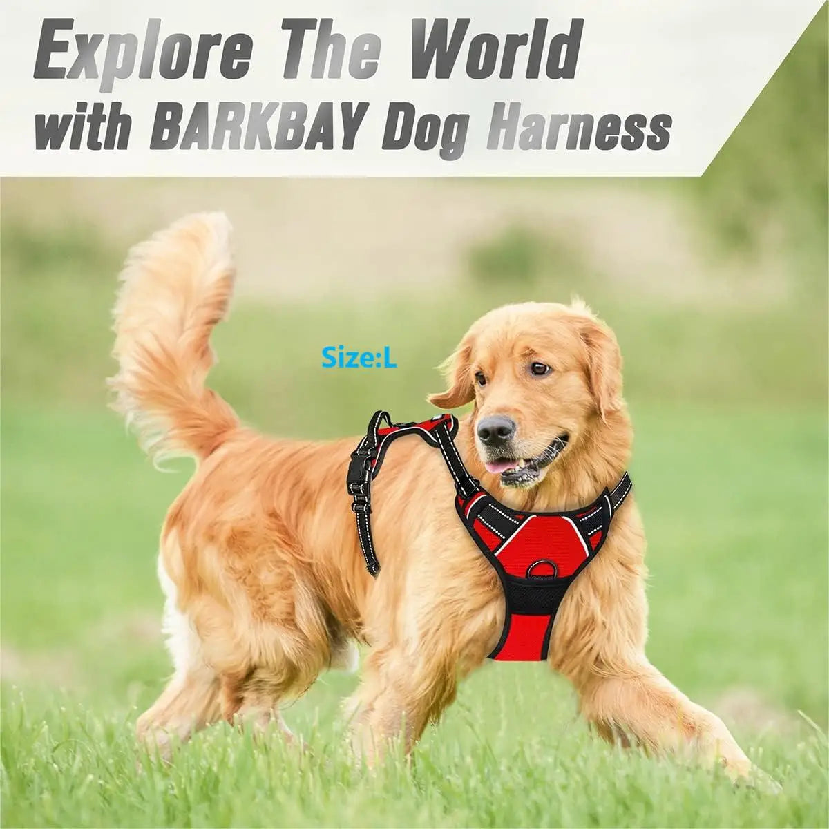 Dog wearing red no-pull harness outdoors