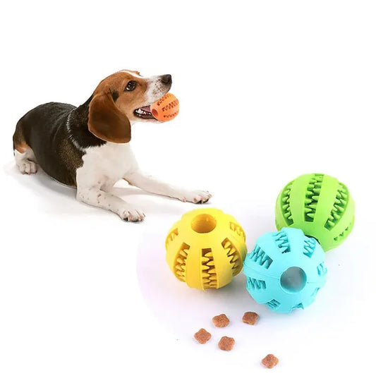 Beagle playing with colorful treat balls red yellow blue green interactive dog toys