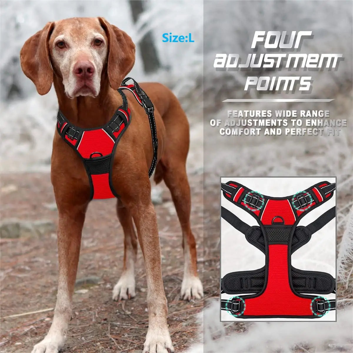 Dog harness four adjustment points infographic